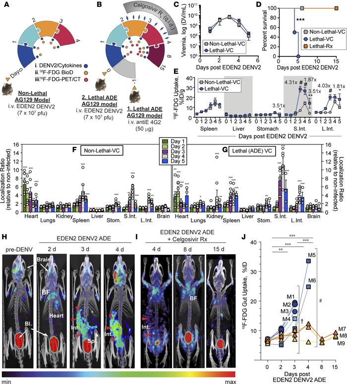 Detection of 18F-FDG following nonlethal or lethal infection with DENV2 ...