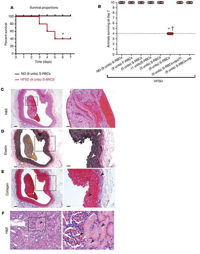 Transfusion-related mortality in guinea pigs with preexisting vascular r...