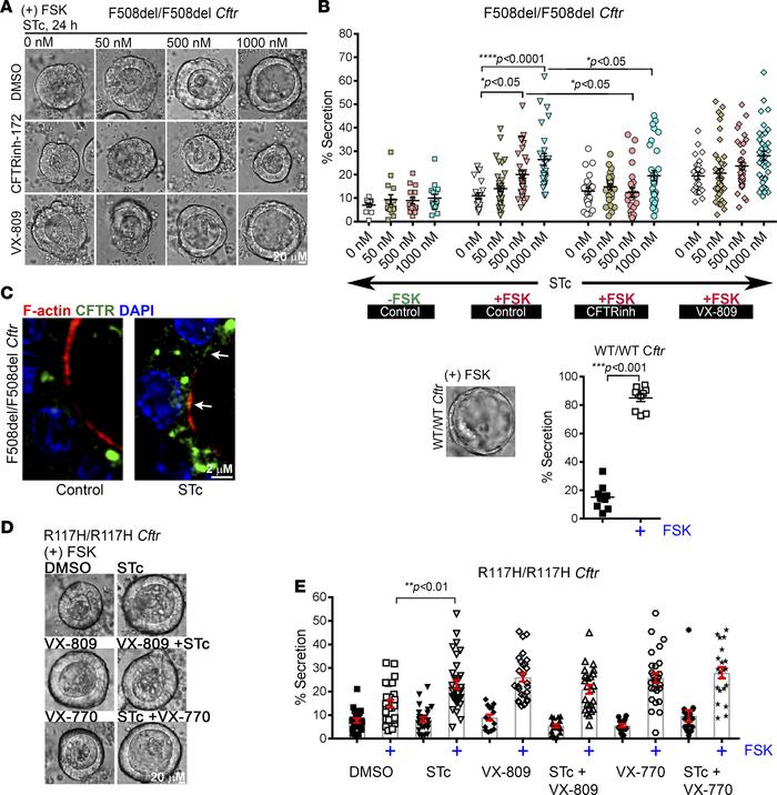 Long-term exposure to STc corrects and rescues F508del CFTR function in ...