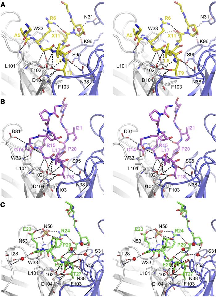Hydrogen-bonding network formed upon peptide binding to ACC1, with empha...