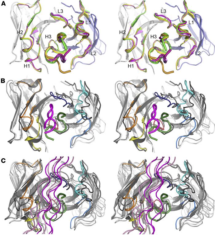 Comparison of CDR loop conformation and peptide binding by ACC1, ACC4, C...