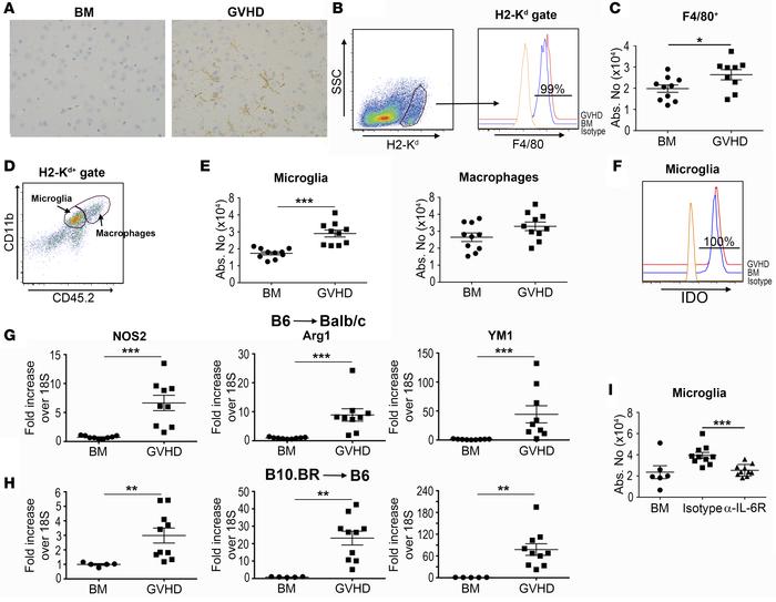 Host microglial cells are increased during graft-versus-host disease (GV...
