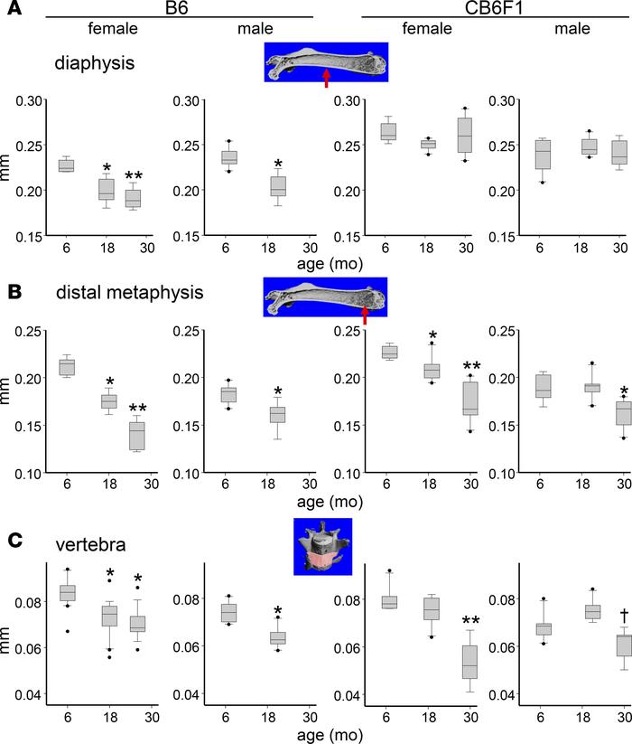 Age-related decrease in cortical thickness is greater in B6 than in CB6F...