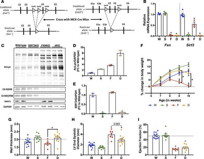 SIRT3 ablation in the FXN-KO heart induces sustained left ventricular wa...