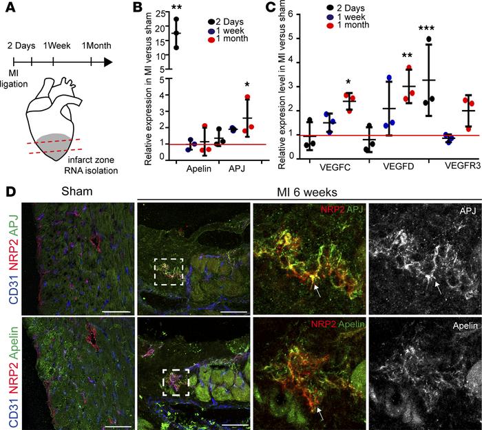 APJ is expressed on activated lymphatic endothelium in the ischemic zone...