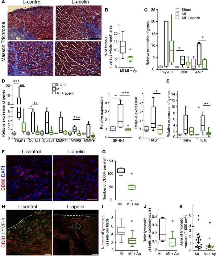 Apelin prevents fibrosis, inflammation, and pathological remodeling of l...
