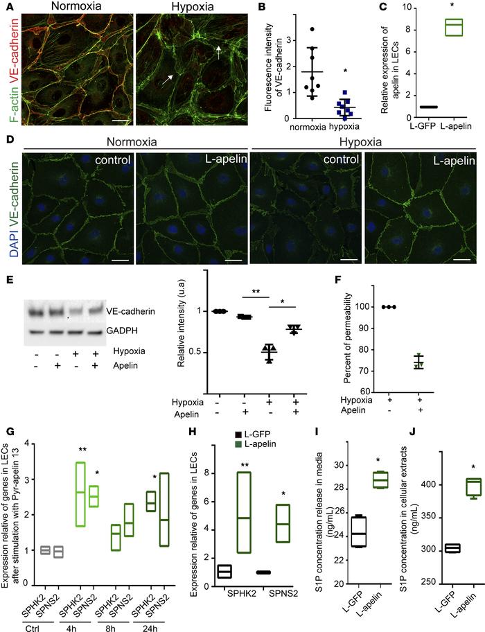 Apelin regulates S1P secretion and participates in the barrier integrity...