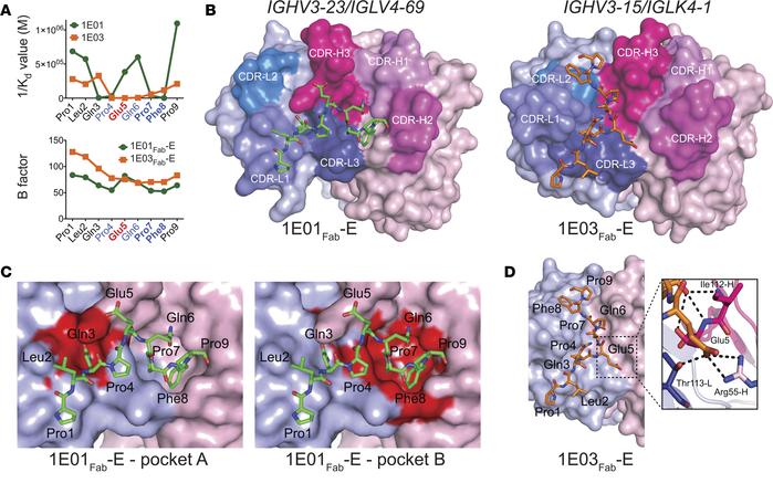 Recognition of the peptide PLQPEQPFP by IGHV3-23/IGLV4-69 and IGHV3-15/I...