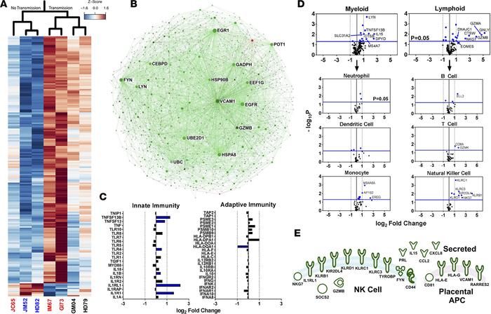 Placental transcriptome shifts following RhCMV congenital infection.
(A)...