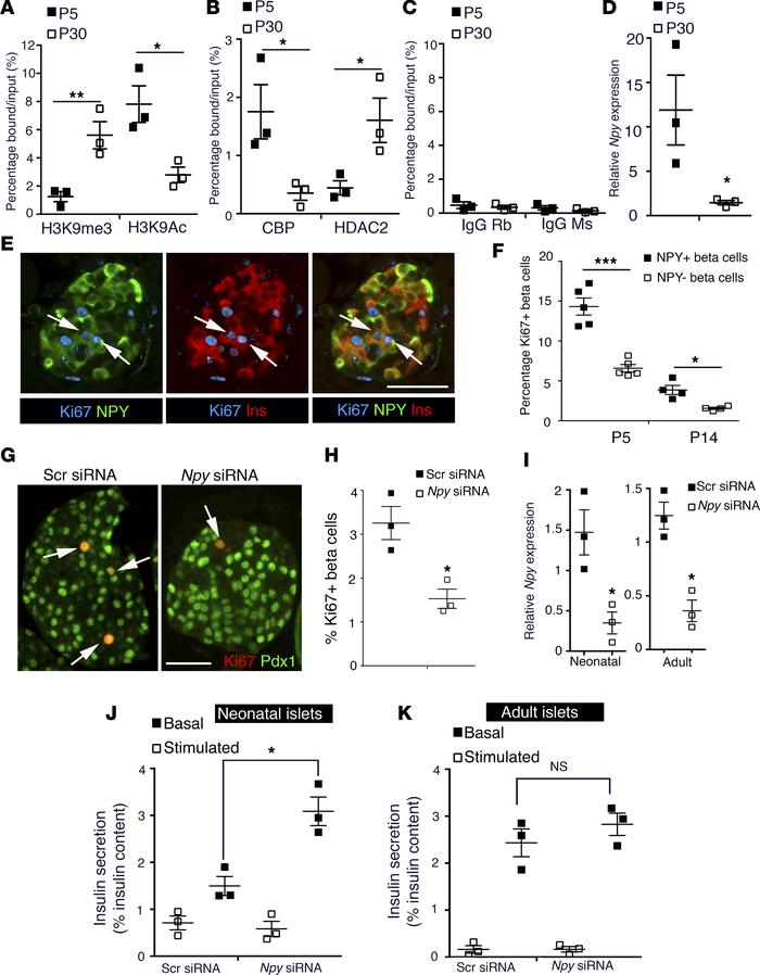 NPY expression is epigenetically regulated and modulates β cell maturati...