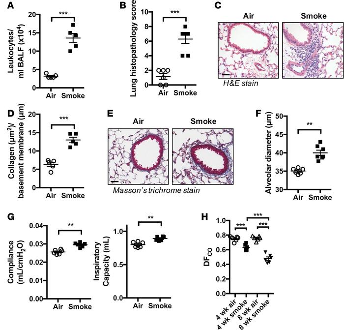 Chronic CS exposure induces experimental COPD and impairs gas exchange i...