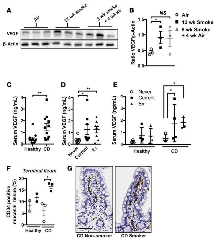 Serum VEGF is elevated in mice chronically exposed to CS and in current ...