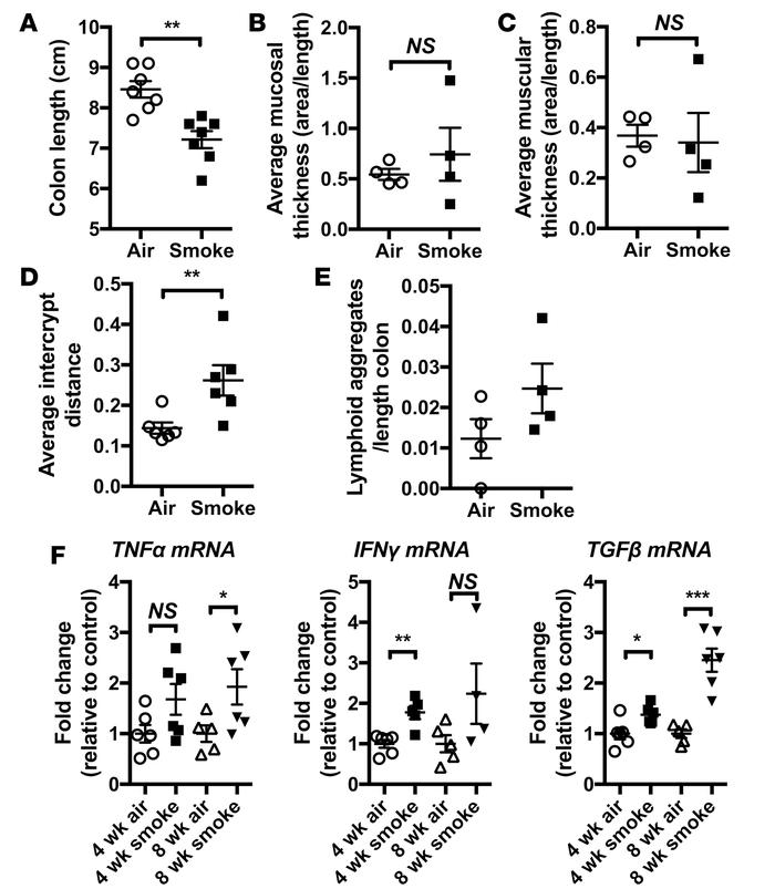 Chronic CS exposure results in mild/subclinical pathology in the colon.
...