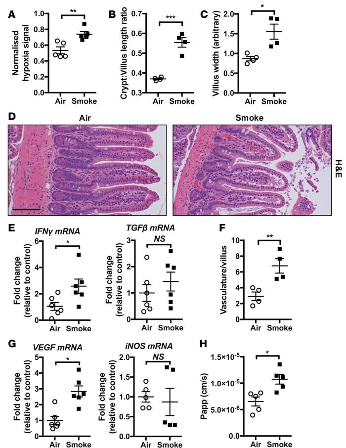 Chronic CS–induced pathology extends to the ileum.
Mice were exposed to ...