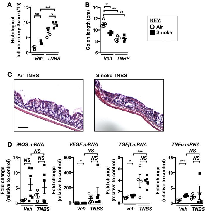 Chronic CS exposure predisposes to TNBS-induced experimental colitis.
Mi...