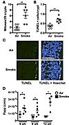 Chronic CS exposure induces altered cellular turnover and increased barrier