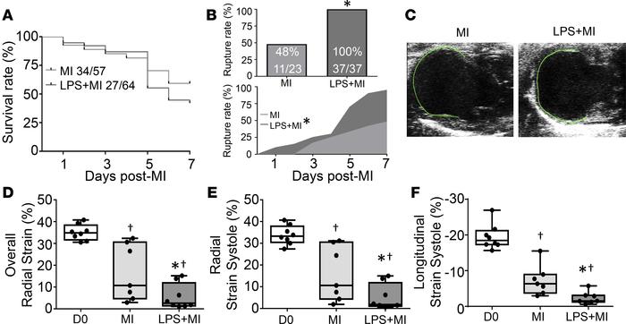 Chronic inflammation increased myocardial wall stress, resulting in incr...