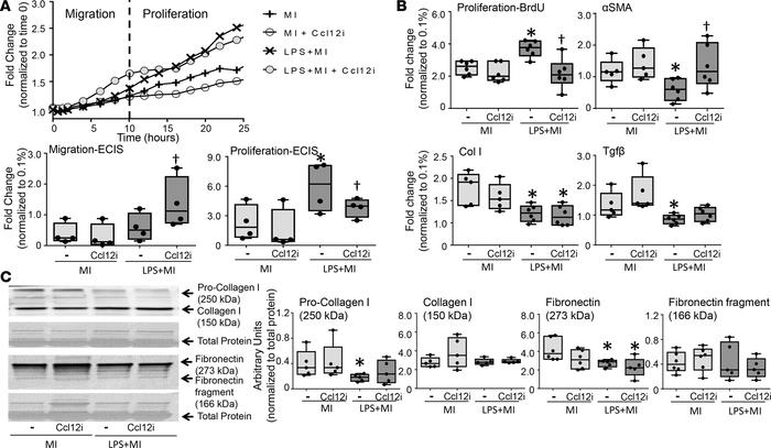 Macrophage secretion of Ccl12 regulates wound healing by decreasing myof...