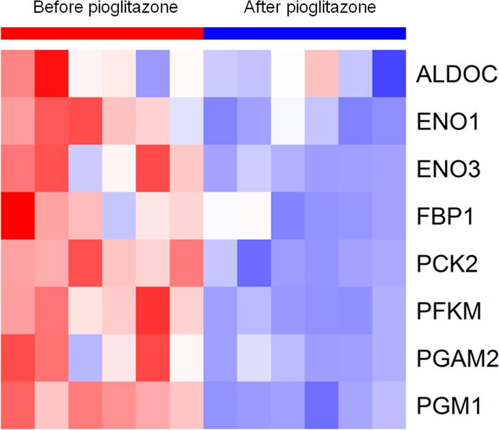 The downregulation of key glycolytic enzymes by pioglitazone treatment i...