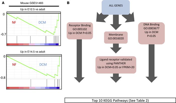 Enrichment of pluripotent-associated genes in pediatric dilated cardiomy...