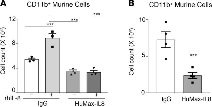 Neutralization of IL-8 reduces chemotaxis of murine CD11b+ cells.
(A) Ce...