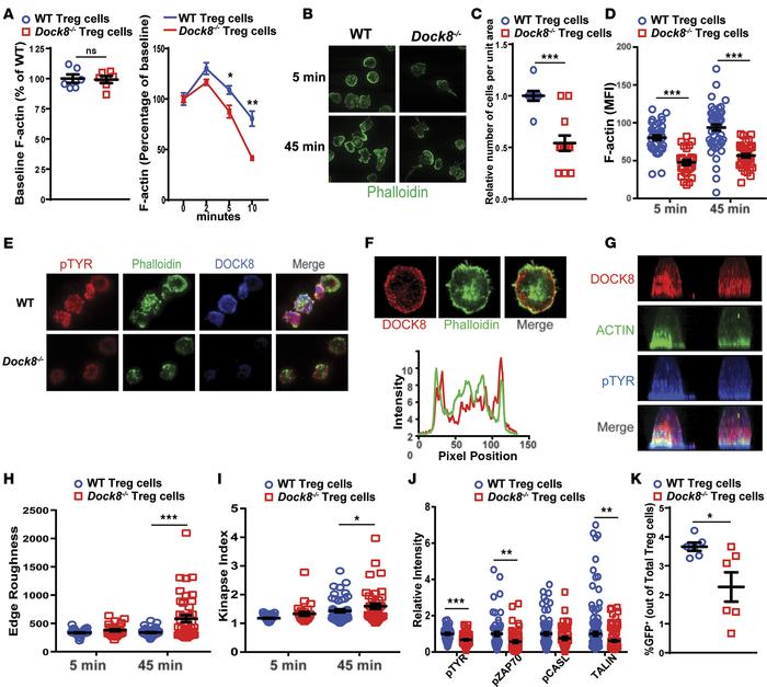 DOCK8-deficient Tregs have abnormal shape and F-actin kinetics and an un...