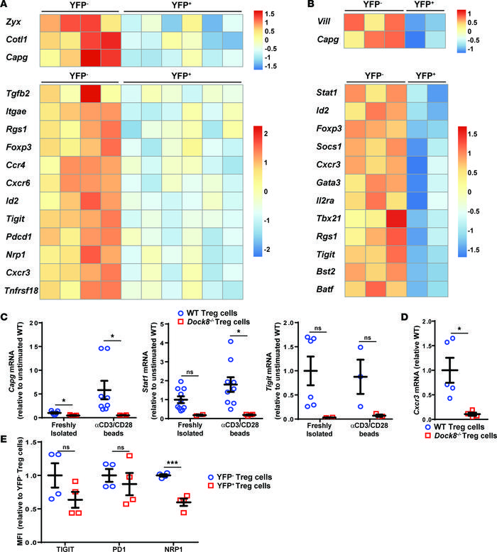 DOCK8-deficient Tregs have decreased expression of cytoskeleton- and Tre...