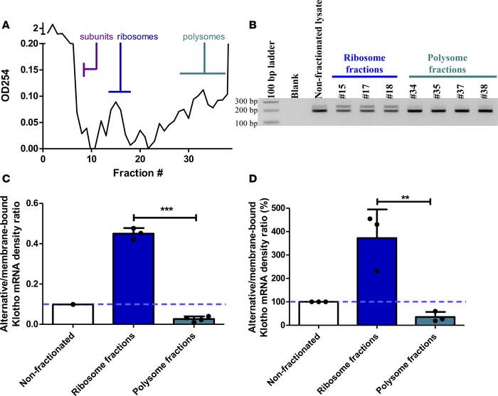 Polysome fractionation of HK-2 cell lysate on sucrose gradients reveals ...