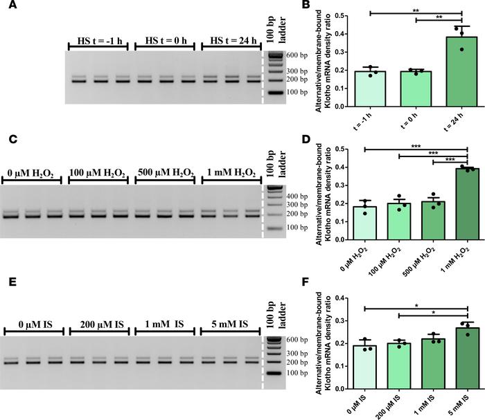 The relative abundance of the Klotho gene transcripts is dysregulated in...