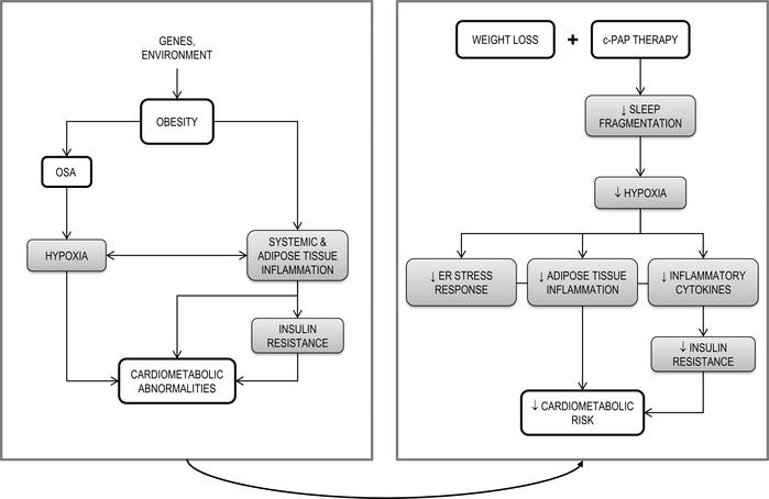 Proposed model of the effects of obesity, OSA, and c-PAP therapy on syst...