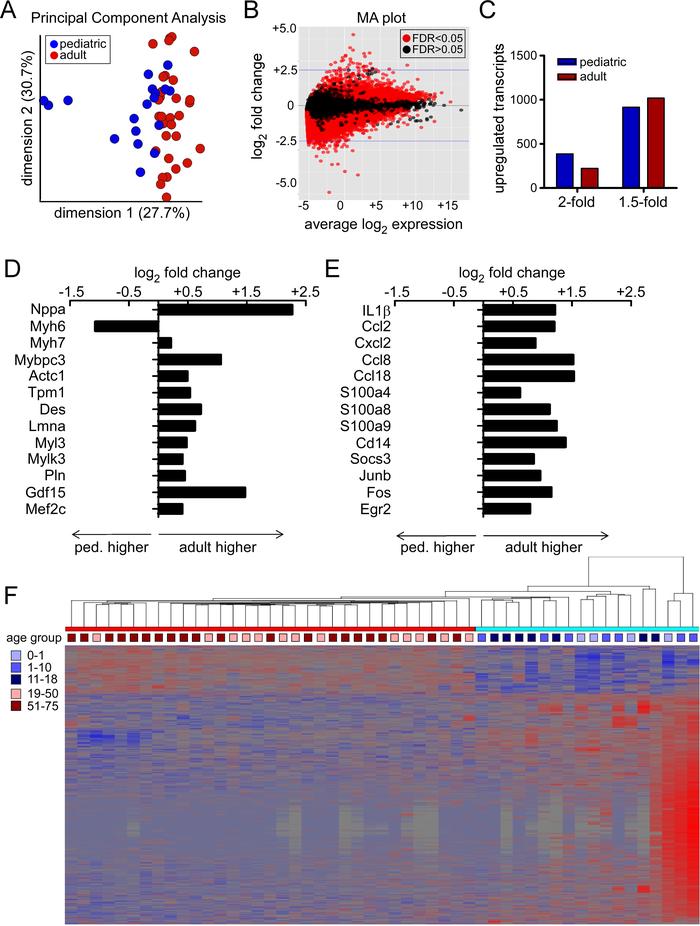RNA sequencing analysis.
(A) Principal component analysis demonstrating ...