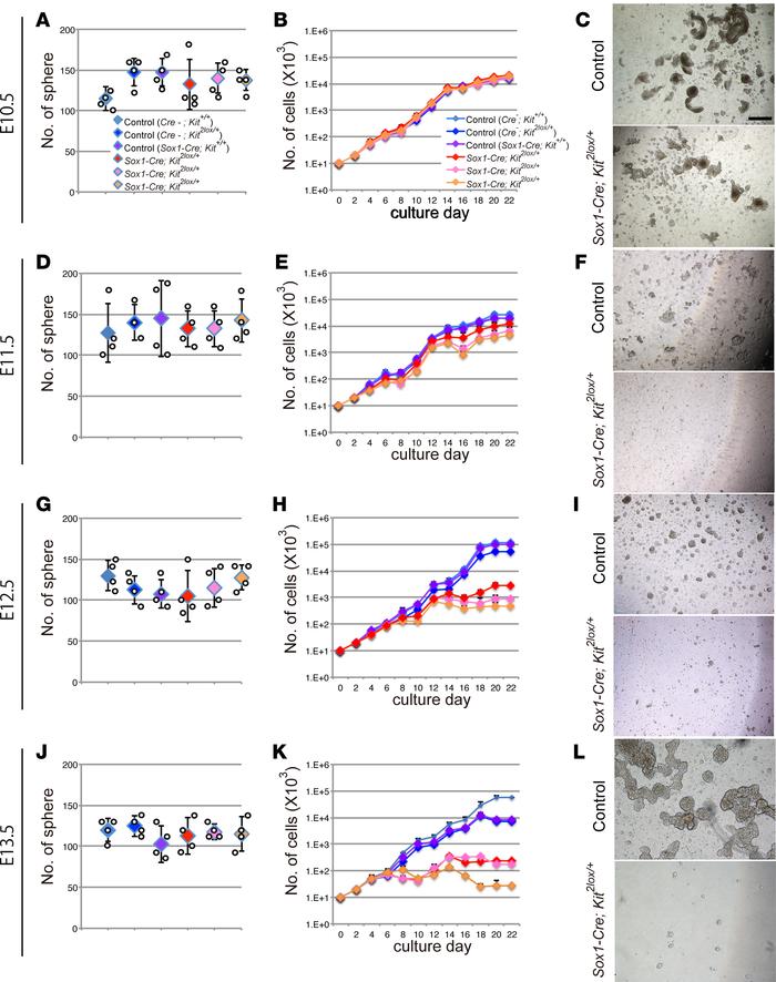 Reduction of the in vitro proliferative potential of neural stem cells f...