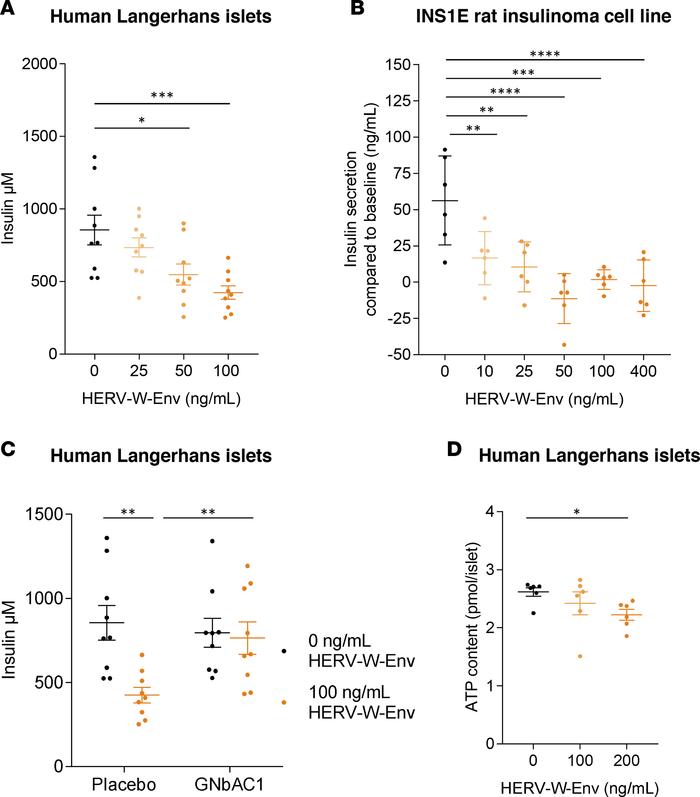 Direct pathogenic effects of HERV-W-Env toward pancreatic β cells.
(A) H...