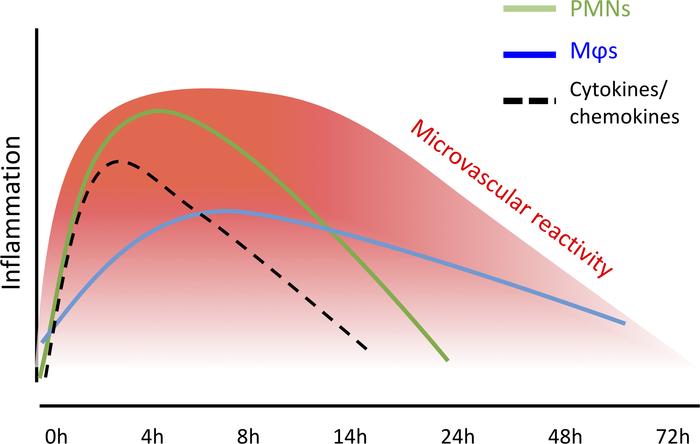 Summary of resolution markers in the UVkEc-triggered self-limiting acute...