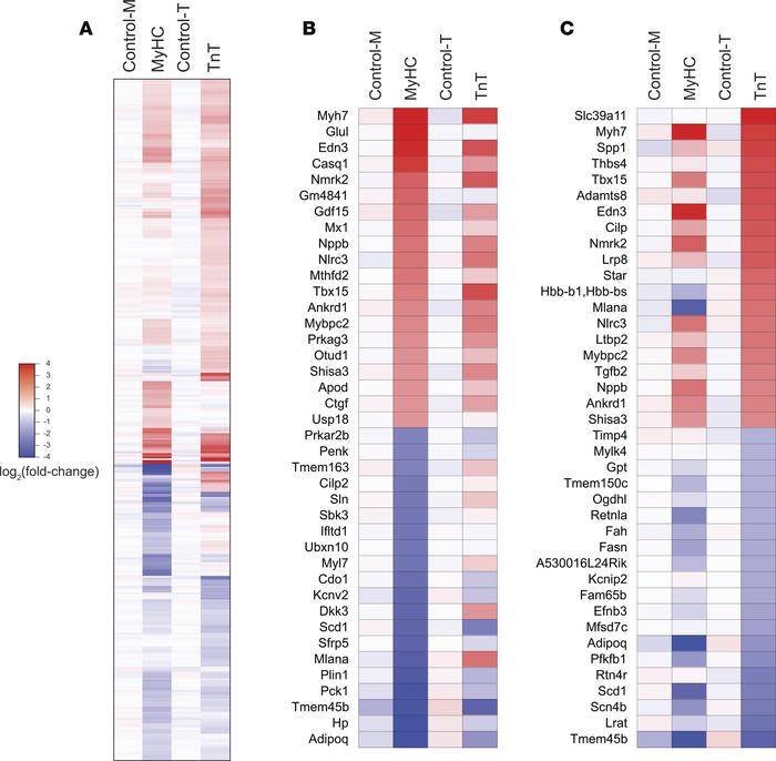 mRNA-seq analysis.
(A) Heatmap illustrating fold-change in abundance of ...