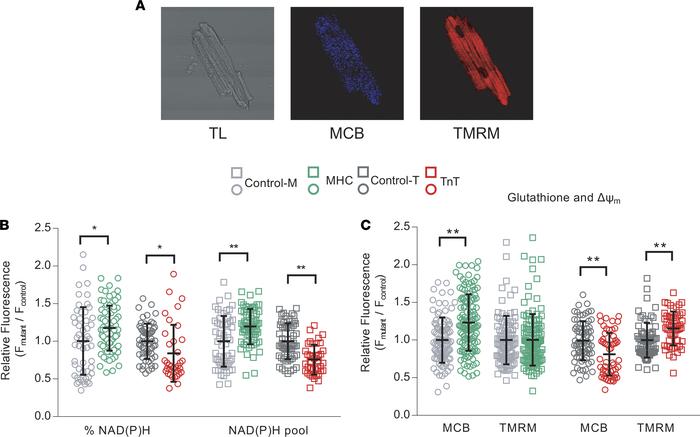 Isolated myocyte studies.
Two-photon microscopy. Cardiac myocytes were l...