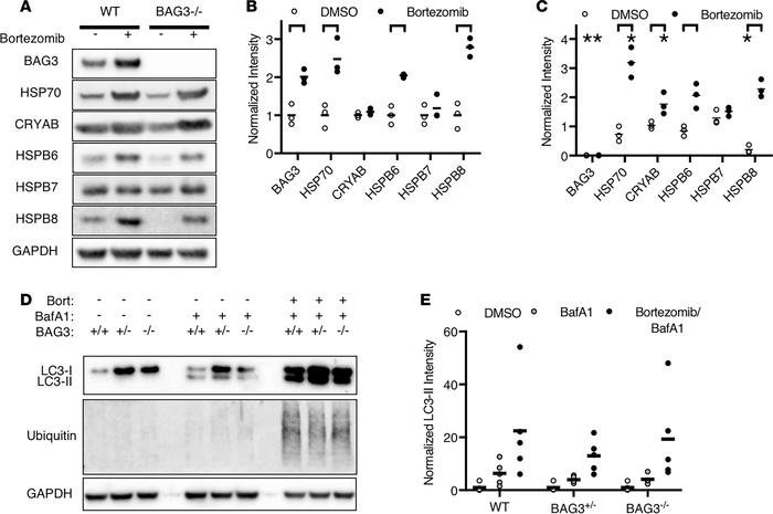 Bortezomib induces a cardiac chaperone stress-response and increases aut...