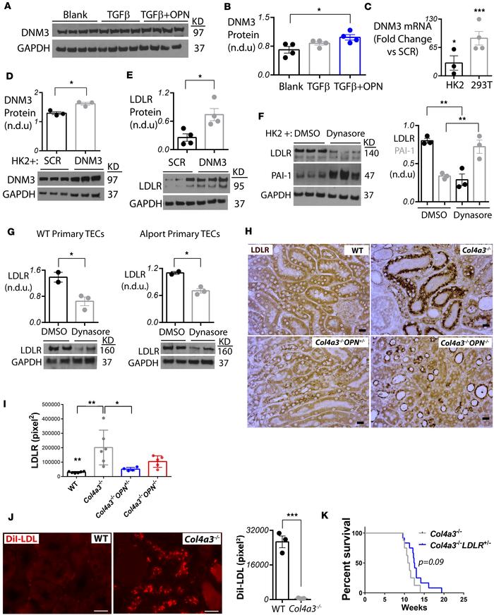 OPN deficiency reduces DNM3-mediated cholesterol influx.
(A and B) Osteo...