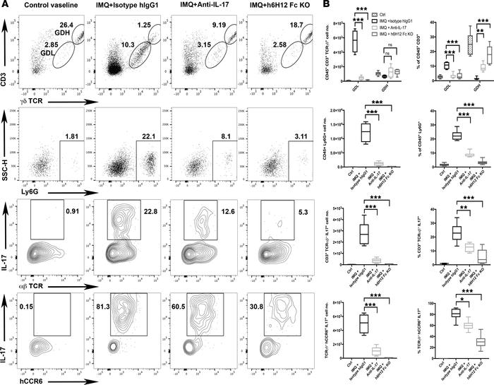 Anti-hCCR6 mAb prevents infiltration of leukocytes in the skin.
(A) Leuk...