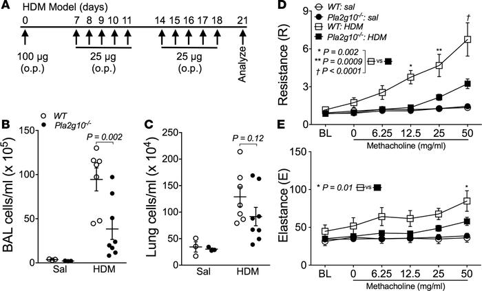 
Pla2g10–/– mice are protected from developing airway hyperresponsivenes...