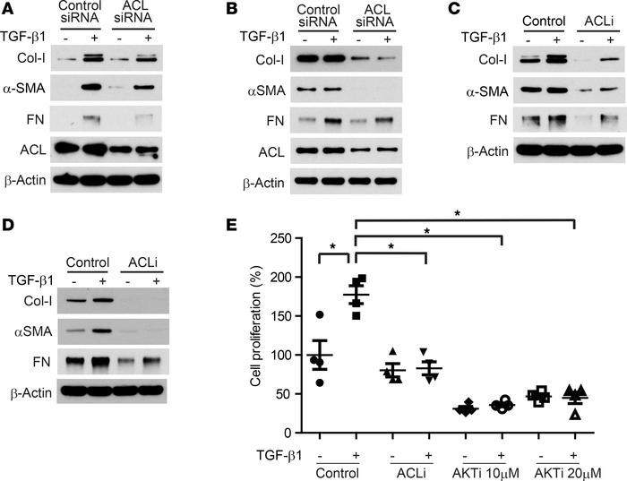 Inhibition of ACL suppresses TGF-β1–induced ECM production in fibroblast...