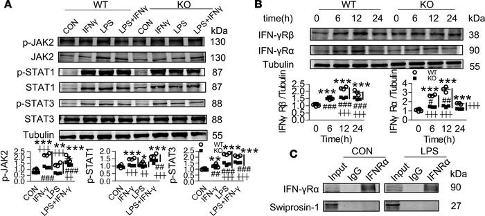 Swiprosin-1 deficiency attenuates the expression of IFN-γR in LPS-treate...