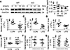 Swiprosin-1 deficiency impairs the LPS-induced immune activation in periton