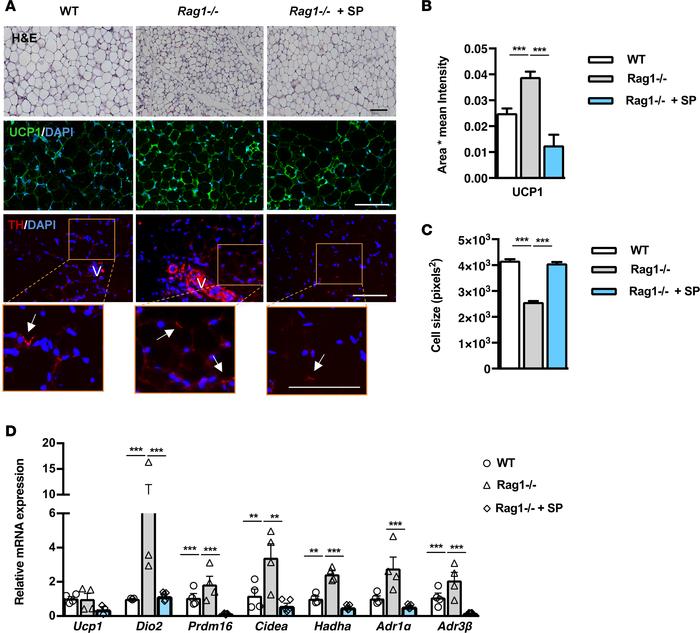 Adoptive transfer of whole splenocytes in Rag1–/– mice reverses the incr...
