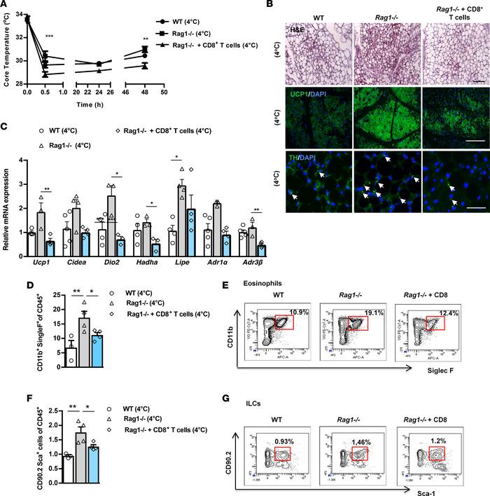 Adoptive transfer of CD8+ T cells inhibits increased scWAT beiging in Ra...