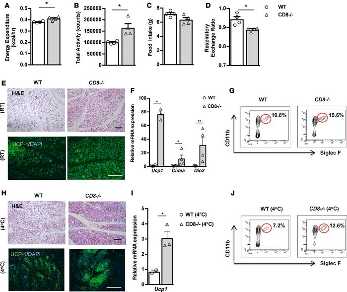 CD8–/– mice display increased beiging of scWAT and thermogenic capacity....