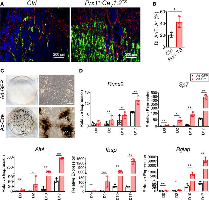 CaV1.2TS channel promotes osteoblast differentiation.
(A) Representative...
