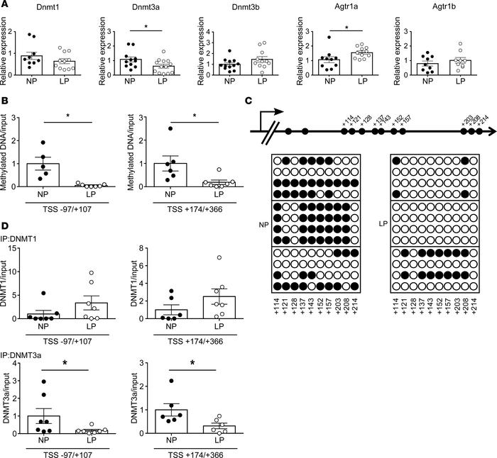 Offspring of pregnant rats treated with a low-protein diet (LP).
(A) mRN...