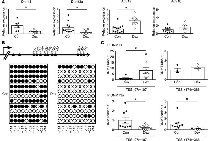 Offspring of pregnant rats treated with dexamethasone (Dex).
(A) Levels ...