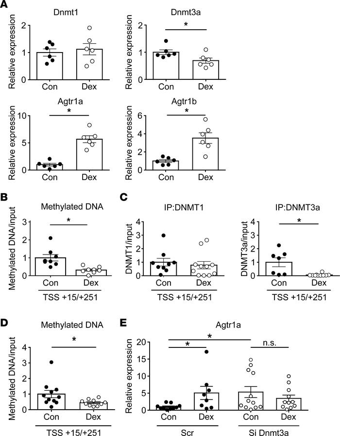 Effect of dexamethasone (Dex) on Agtr1a mRNA and DNA methylation of the ...